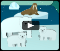 Arctic animals video